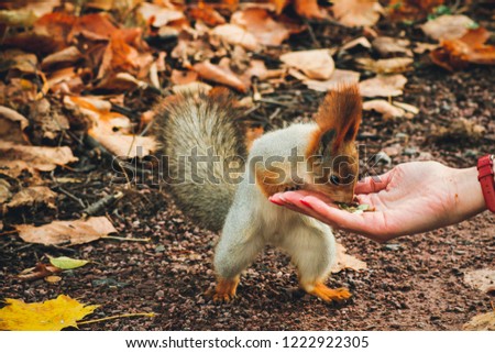 Beautiful fluffy squirrel close-up in autumn park eating nuts. Squirrel eating nuts straight from the hands of a young girl