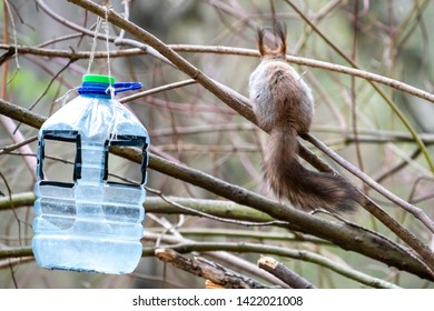 Squirrel Feed Images Stock Photos Vectors Shutterstock