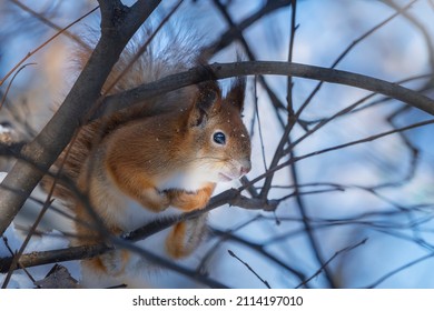 848 Tassel eared squirrel Images, Stock Photos & Vectors | Shutterstock