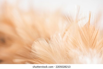 Beautiful fluffy white feather, abstract feather on white background. High resolution. Copy space for design and text. Pastel beige and white colors. High resolution. - Shutterstock ID 2205028213