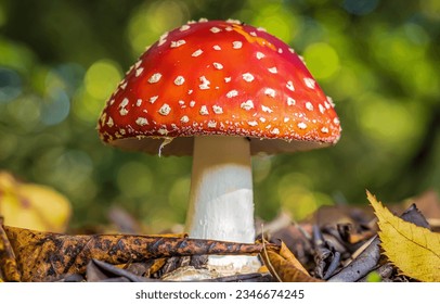 Beautiful fly agaric close up. Fly agaric. Fly agaric in forest. Fly agaric in macro view