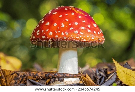 Beautiful fly agaric close up. Fly agaric. Fly agaric in forest. Fly agaric in macro view