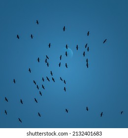 Beautiful flying bird silhouettes against the blue sky. Seasonal scenery with migratory birds in Northern Europe. - Shutterstock ID 2132401683