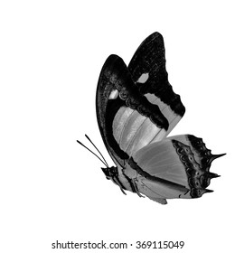 Beautiful Flying Black White Butterfly Indian Stock Photo 369115049 ...