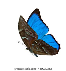 Beautiful Flying Blue Butterfly, The Blue Morpho Isolated On White Background, Amazing Nature