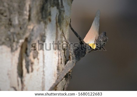 Similar – Foto Bild Hungriger Vogelnachwuchs