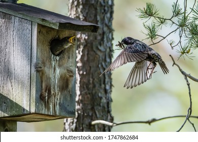 The beautiful flying common starling (Sturnus vulgaris) with the beak full of insects to the nestlings at the nest box in Uppland, Sweden