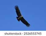 Beautiful flying condor at the colca canyon Peru