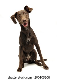 Beautiful Flying Ears Mixed Breed Dog Listen In White Studio