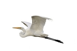 Beautiful Flying Egret Isolated On White Background.