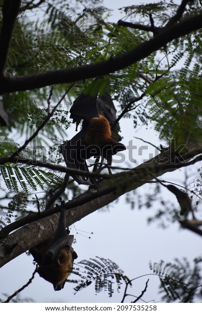 beautiful flying foxes fruit bat Pteropus\
hanging down on tree branch\
relaxing