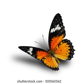 The beautiful flying Leopard Lacewing butterfly with nice shadow beneath on the white background