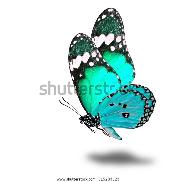 白い背景に美しい空飛ぶ明るい緑の蝶と優しい柔らかい影 の写真素材 今すぐ編集