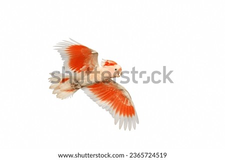 Beautiful flying Major Mitchell's Cockatoo isolated on white background.