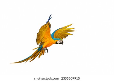 Beautiful flying parrot isolated on white background.