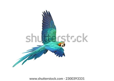 Beautiful flying parrot isolated on white background.