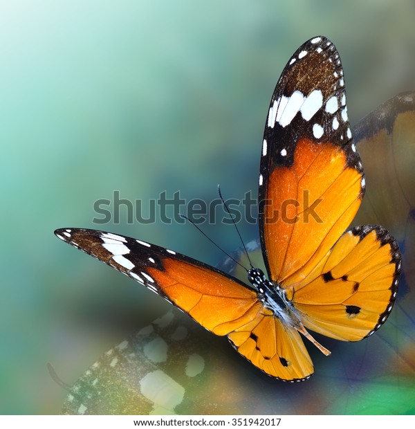 Wonderbaar Mooie vliegende Plain Tijger vlinder met​: stockfoto (nu bewerken SG-17