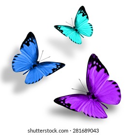 Beautiful Flying Purple Blue Green Butterfly Stock Photo 281689043 ...