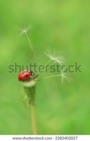 Beautiful flying red ladybug with white dandelion fluffy. Macro shot. Selective focus with copy space. Green grass background.