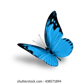 Beautiful Flying Turquoise Blue Butterfly Fancy Stock Photo 438571894 ...