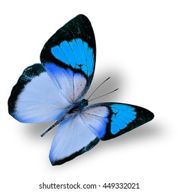 Beautiful flying turquoise blue butterfly, yellow orange tip butterfly in fancy color transparency with soft shadow beneath