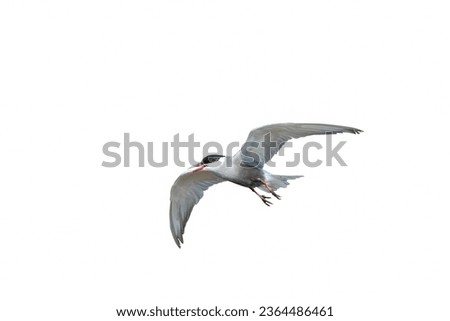 Beautiful flying Whiskered tern isolated on white background.