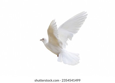 Beautiful flying White dove isolated on white background.