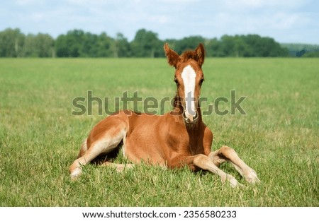 Beautiful foal is lying in the green grass. Pasture on a sunny summer day. Outdoor in summer. A thoroughbred sports horse