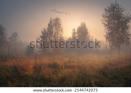 Beautiful foggy autumn scenery. A flock of swans flying over autumn dreamy copse with fall trees and dry grass.