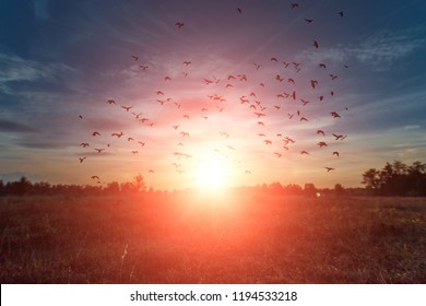 Beautiful foggy landscape, sunset, a flock of birds. The fog glowing in the sunlight, above the meadow grass.