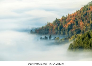 Beautiful foggy morning over the forest