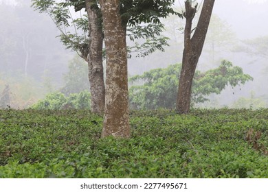 beautiful foggy morning over tea garden.this photo was taken from   Chittagong,Bangladesh. - Shutterstock ID 2277495671
