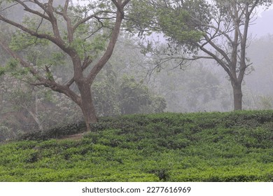 beautiful foggy morning over tea garden.this photo was taken from   Chittagong,Bangladesh. - Shutterstock ID 2277616969