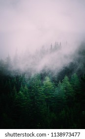 Beautiful Foggy Mystic Mountains. Fog Clouds At The Pine Tree Mystical Woods, Morning. Europe, Mysterious Alpine Landscape.