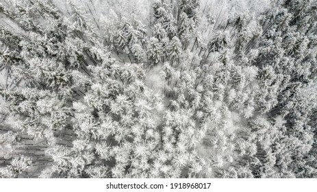 Beautiful Foggy Winter Landscape Of Carpathians With Forest Covered With Snow, Horizontal Winter Outdoor, No People,