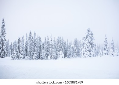 Beautiful foggy winter landscape in the Norwegian mountains. The pine trees are white and cold and the ground is filled with high snow. Ice, frost and snow is in the air. It's morning and misty. - Powered by Shutterstock