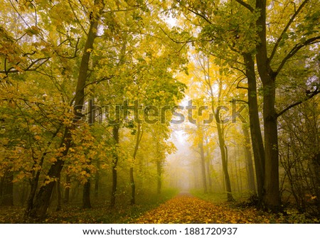 Similar – Image, Stock Photo autumn magic Environment