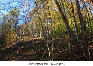 Beautiful Foliage In The Mason Dixon Trail.