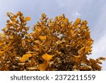 beautiful foliage of sycamore tree with bright yellow foliage, beautiful orange foliage of sycamore tree in sunny weather