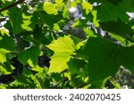 beautiful foliage of the sycamore tree with green foliage, beautiful foliage of the sycamore tree in sunny weather