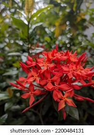 A beautiful folwer of Jungle Flalme. Ixora coccinea flower. Portrait of Scarlet jungle flame is also know as Jungle geranium. Ixora coccinea. Chinese ixora coccinea. Ixora flower. Red flower