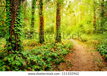 Beautiful foot path in the colorful autumn forest illuminated by morning sun
