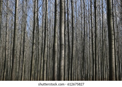 Beautiful Forest  - Shutterstock ID 612675827