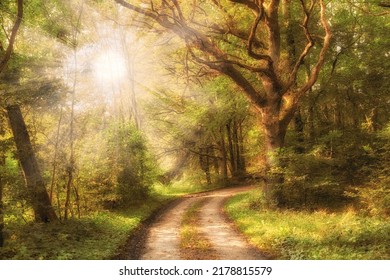 Beautiful forest in Autumn with sunlight coming through trees. Calm, serene and natural woods with a magical walking path. Green plants all around on a warm fall day, perfect for relaxation