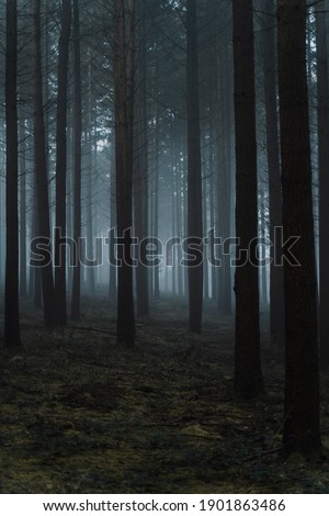 Beautiful forest background. The best image of a forest.