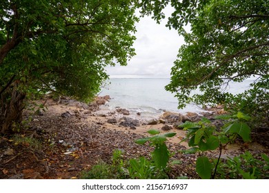 beautiful forest at beach in bintan island