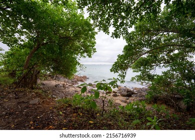 beautiful forest at beach in bintan island