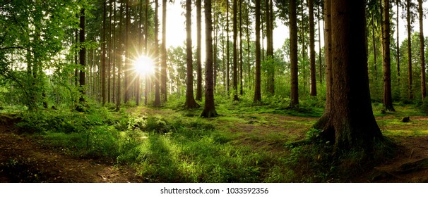 Beautiful forest with bright sun shining through the trees