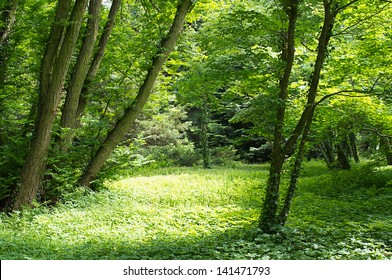 Beautiful Forest Floor, Forest Clearing