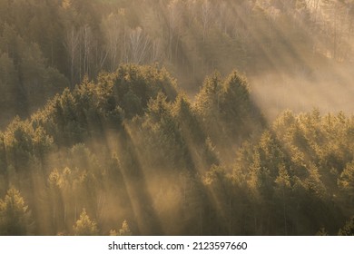 beautiful forest with fog and sun rays during golden hour
